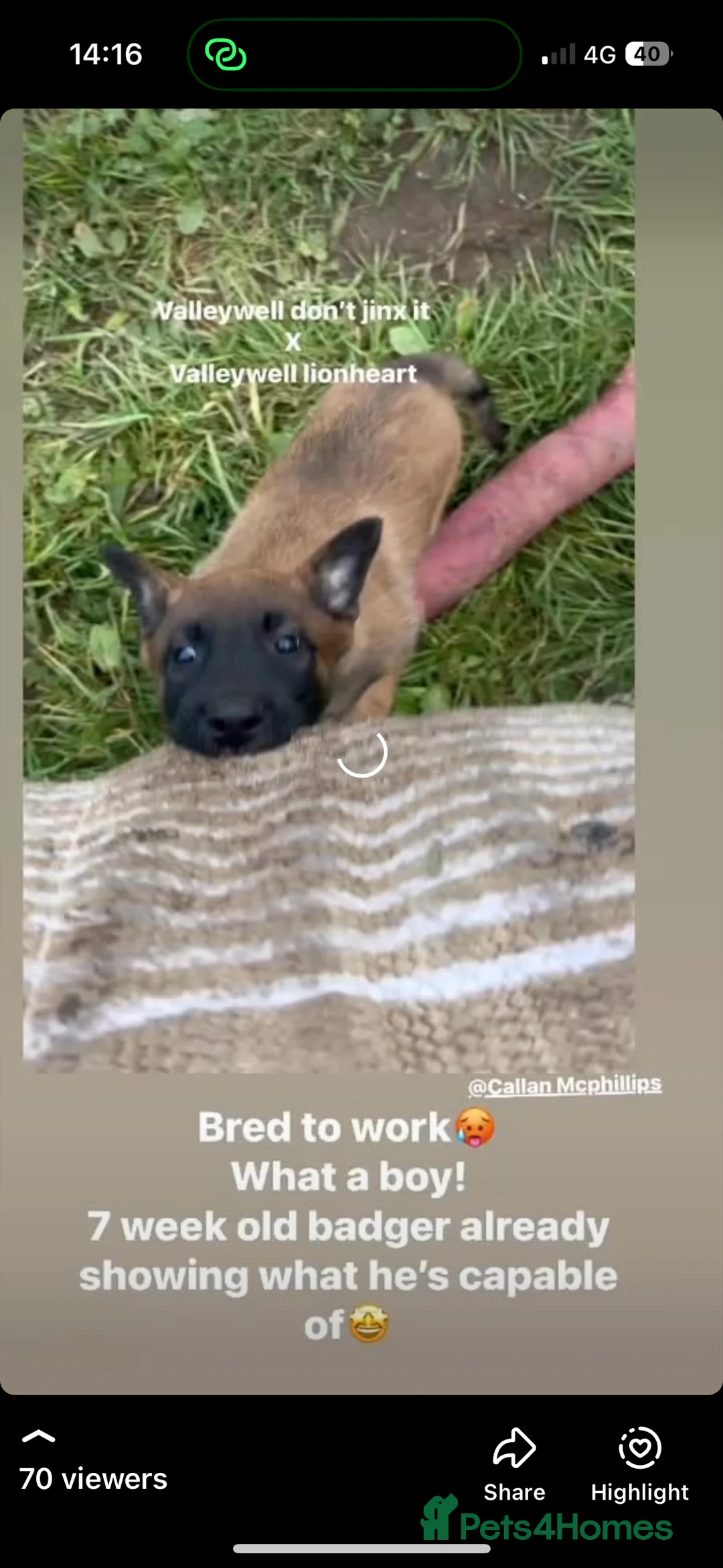 Belgian Shepherd Dog dogs for sale: part trained malinois on behalf of a friend in Rushden - Advert 4