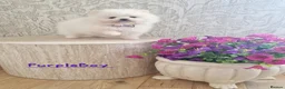 Pomeranian dogs for sale: White Pomeranian Males - Advert 7