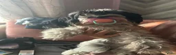 Mixed Breed dogs for sale: Dog for sale  - Advert 3