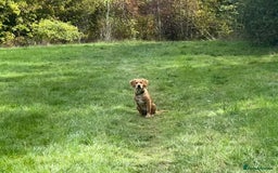 Golden Retriever dogs for sale: Beautiful 6-Month-Old Golden Retriever – “Waffle” - Image 4