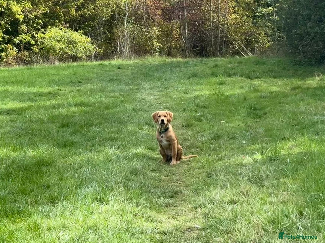 Golden Retriever dogs for sale: Beautiful 6-Month-Old Golden Retriever – “Waffle” - Image 4