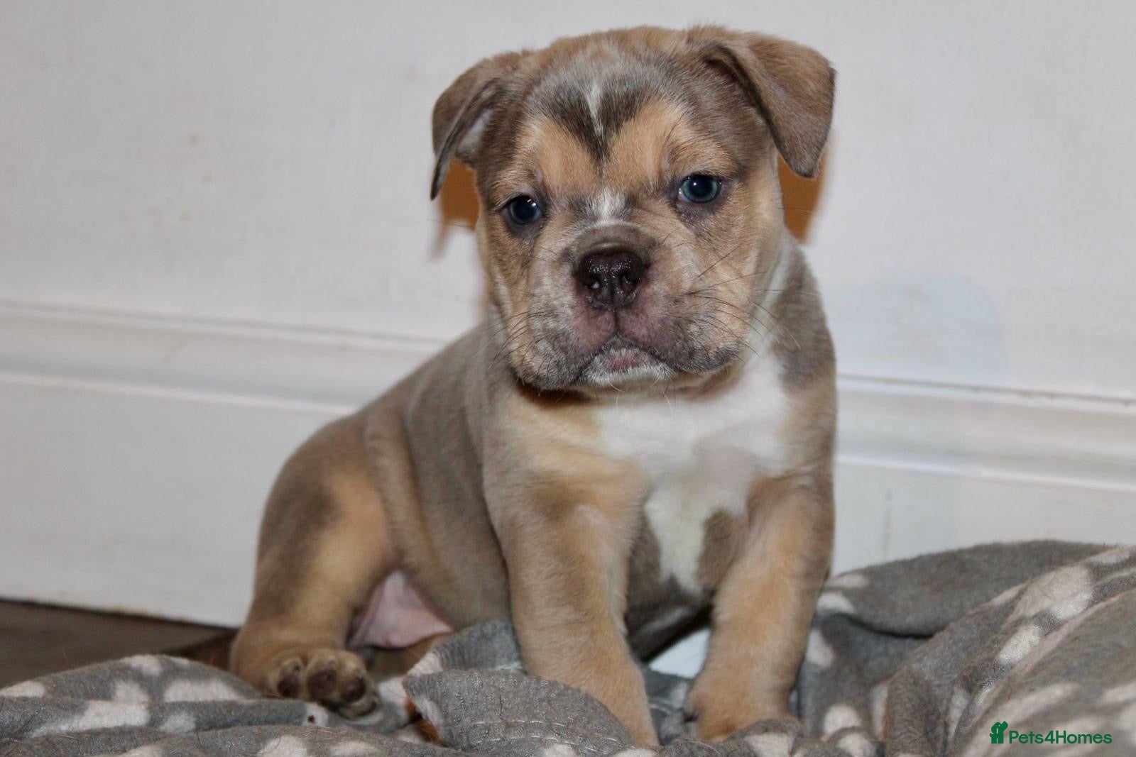 Olde English Bulldogge dogs Stunning Olde English Bulldog puppies - Advert 1