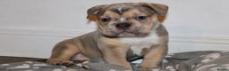 Olde English Bulldogge dogs for sale: Stunning Olde English Bulldog puppies - Advert 5