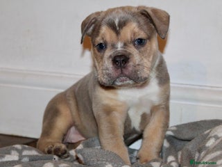 Olde English Bulldogge dogs Stunning Olde English Bulldog puppies - Advert 1