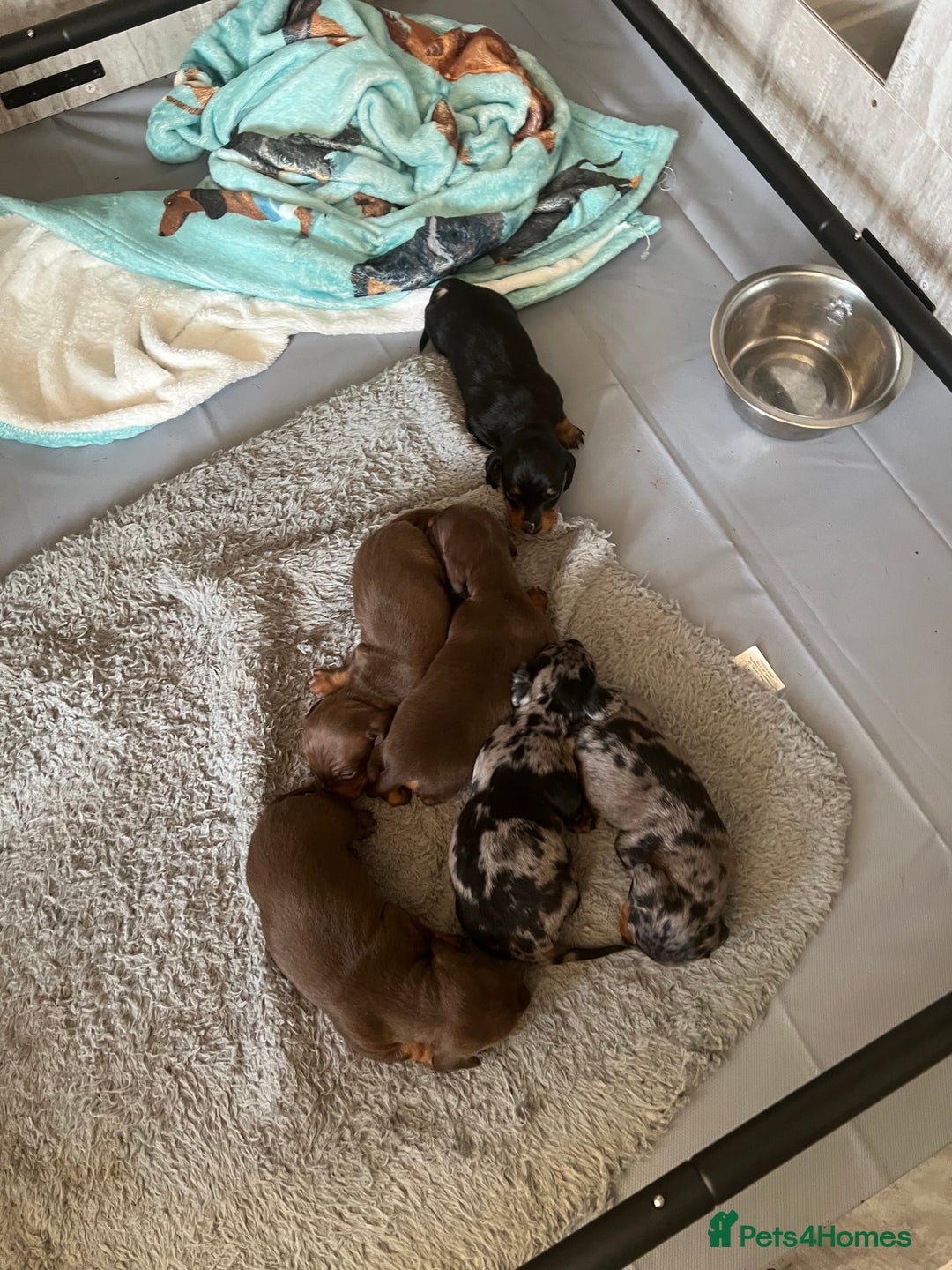 Miniature Dachshund dogs for sale: Champion line miniature Dachshunds KCREG PRACLEAR  - Image 6