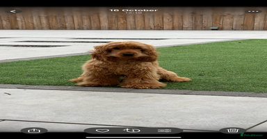 Cocker Spaniel dogs - Advert 10