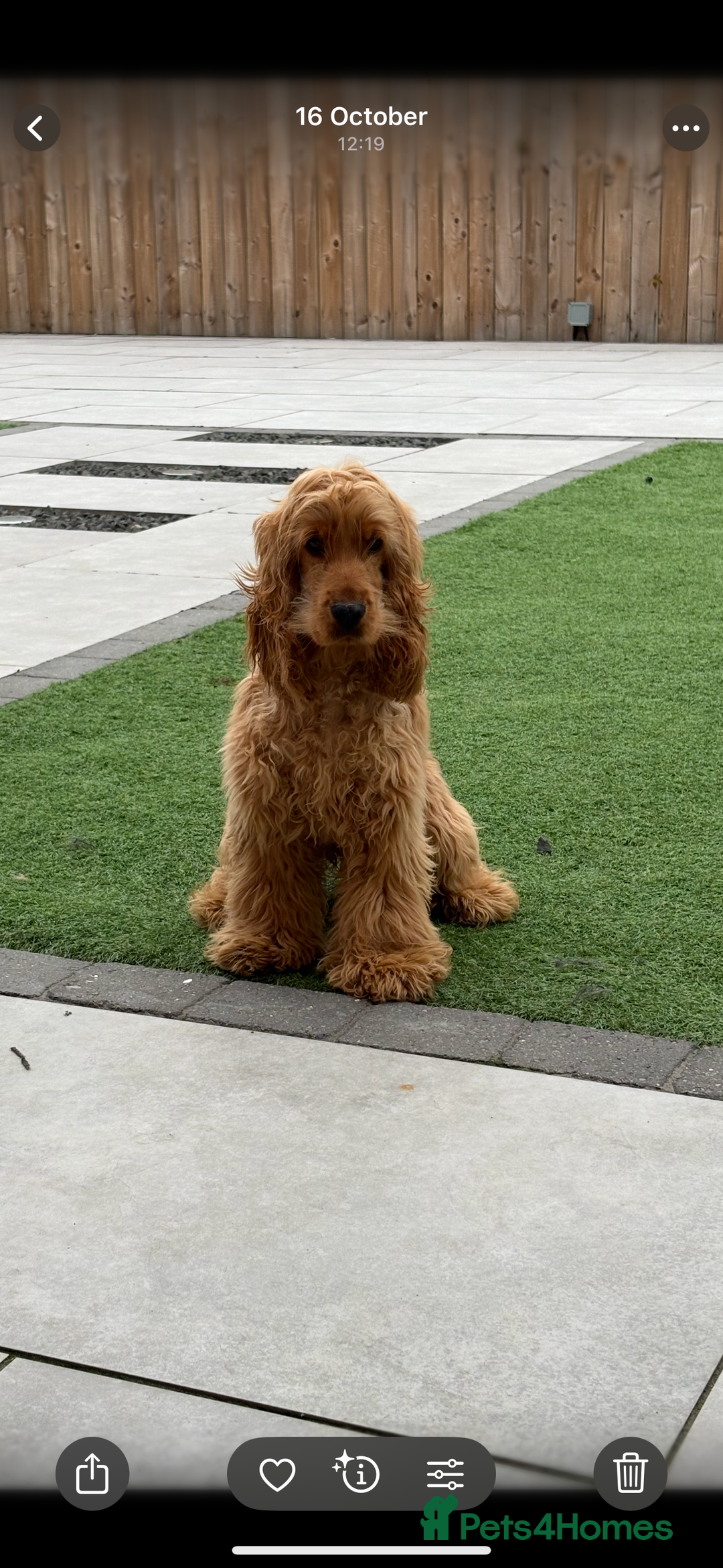 Cocker Spaniel dogs for sale: Top Quality Show Cocker - Top European Show Lines  - Image 3