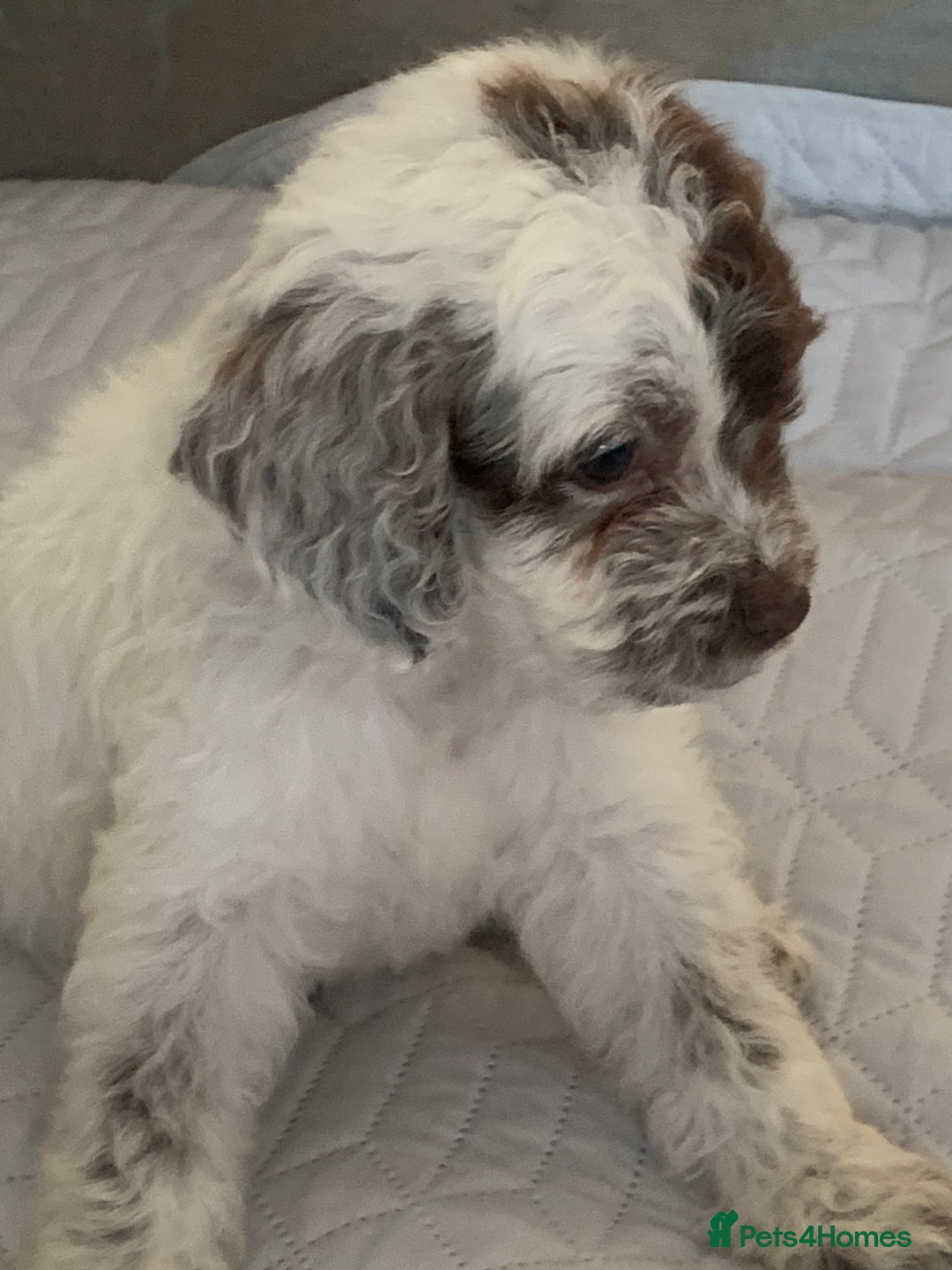 Cockapoo dogs for sale: Beautiful f1 cocker poo one boy one girl left - Image 1