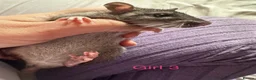 Rat rodents for sale: Baby rats for sale - Advert 3