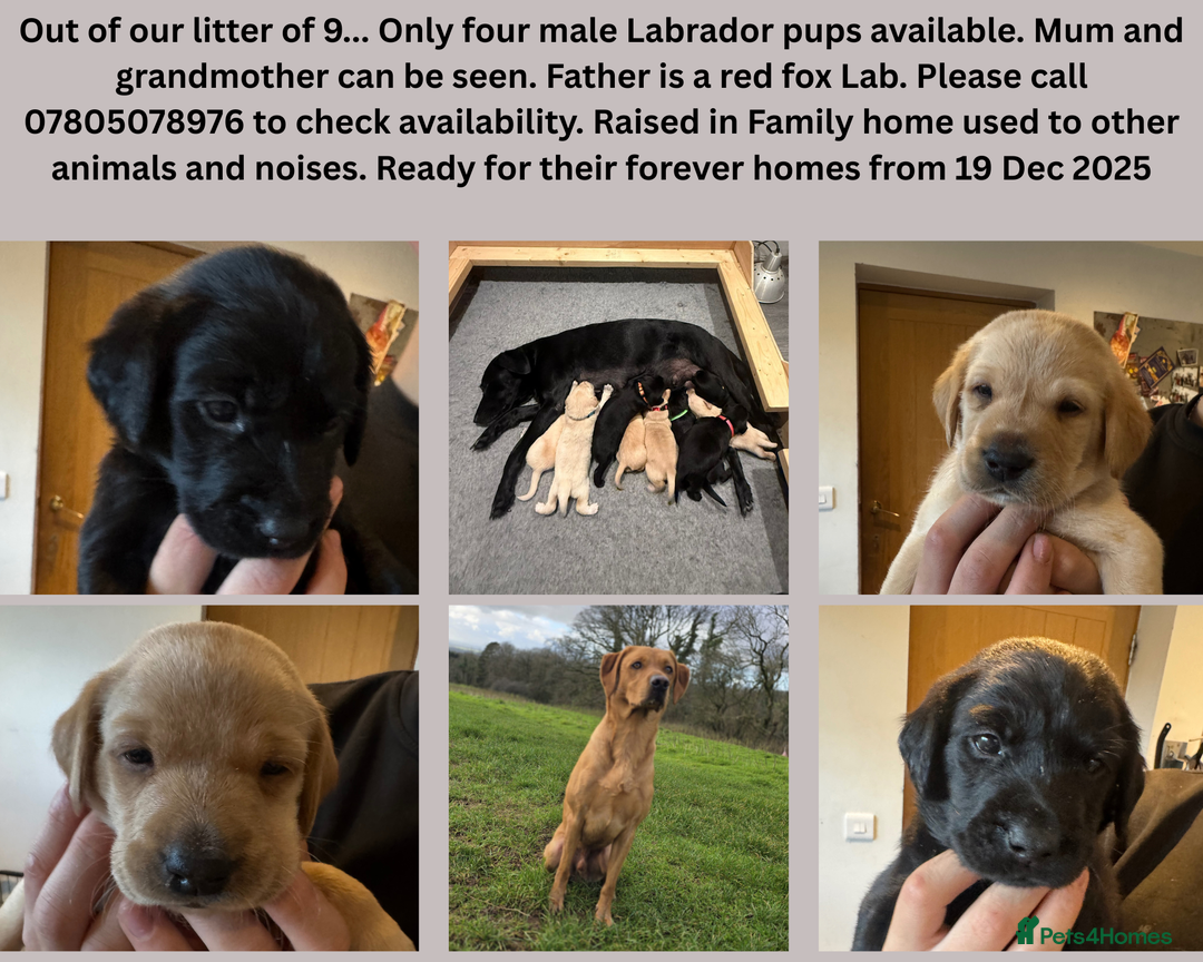 Springador dogs for sale: 4 Male Labrador available - Advert 3