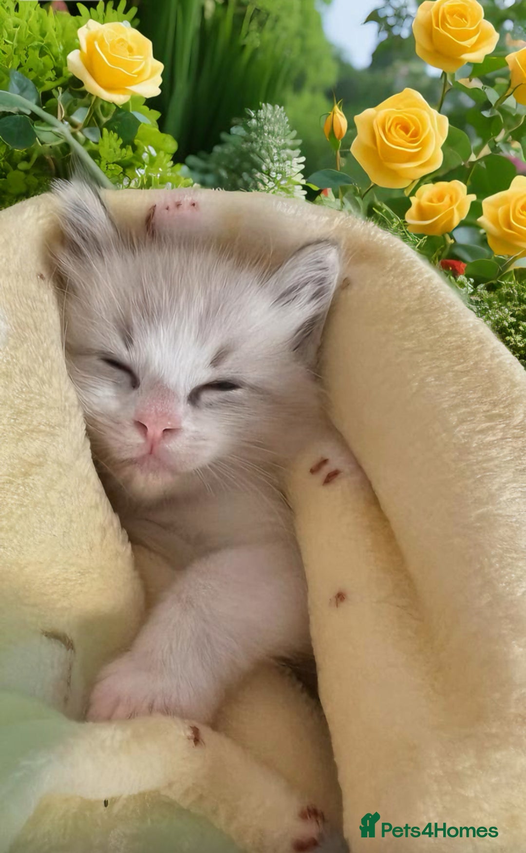 Ragdoll cats for sale: Beautiful Ragdoll kittens - Image 17