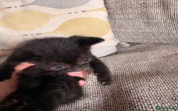 Domestic Shorthair cats for sale: Beautiful female black kittens - Image 2