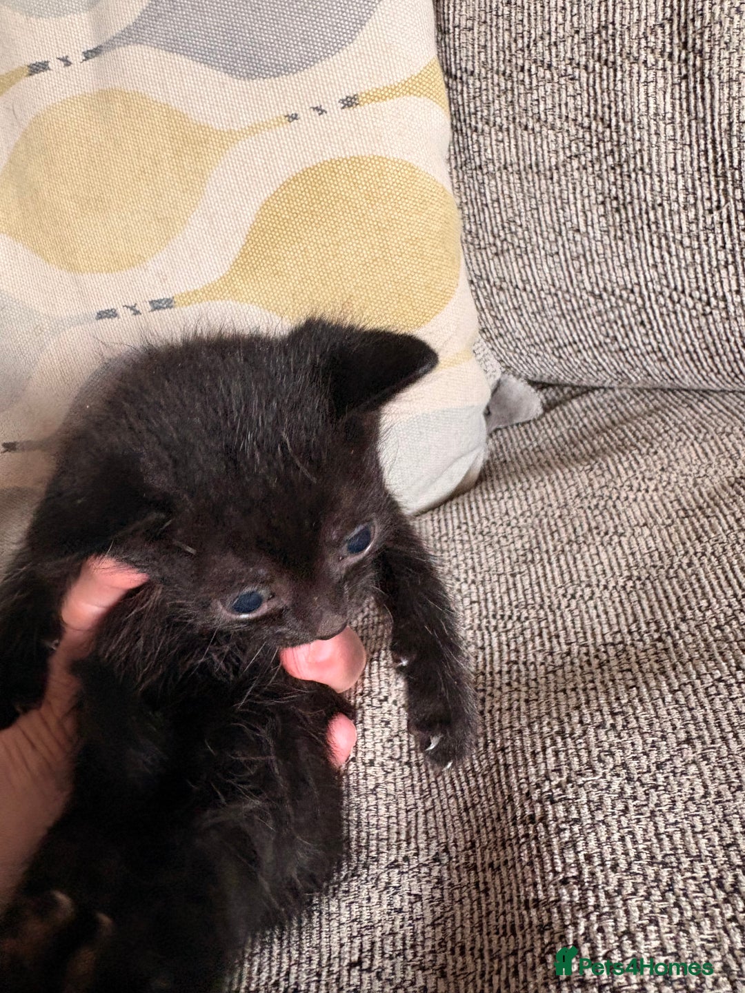 Domestic Shorthair cats for sale: Beautiful female black kittens - Image 2