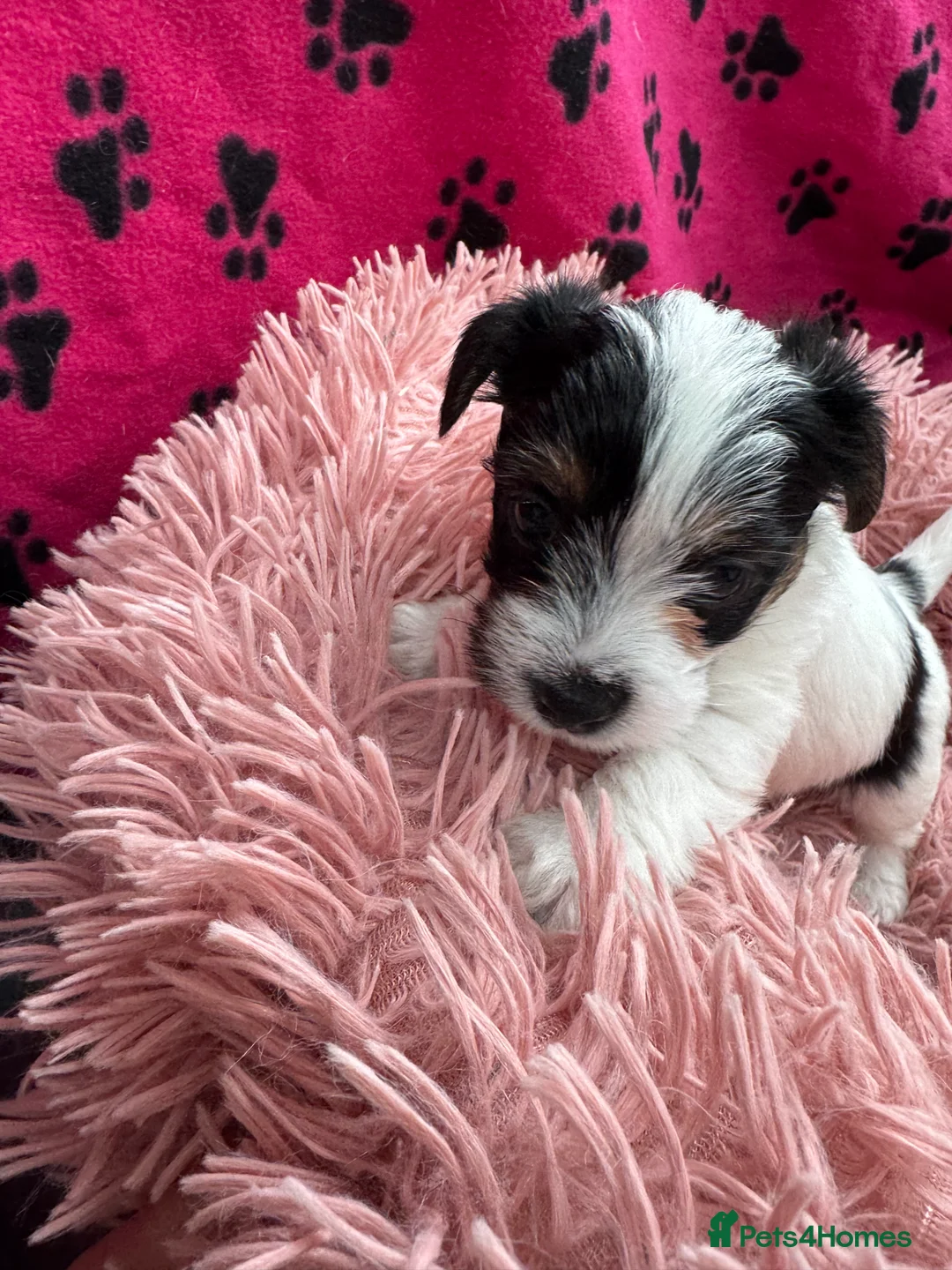 Mixed Breed dogs for sale: Parson Russell X mini Biewer rough coated pups  - Advert 24