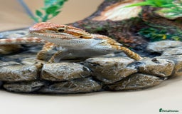 Bearded Dragon reptiles for sale: 🔥Last clutch this year!! Baby bearded dragons 🔥 - Image 11