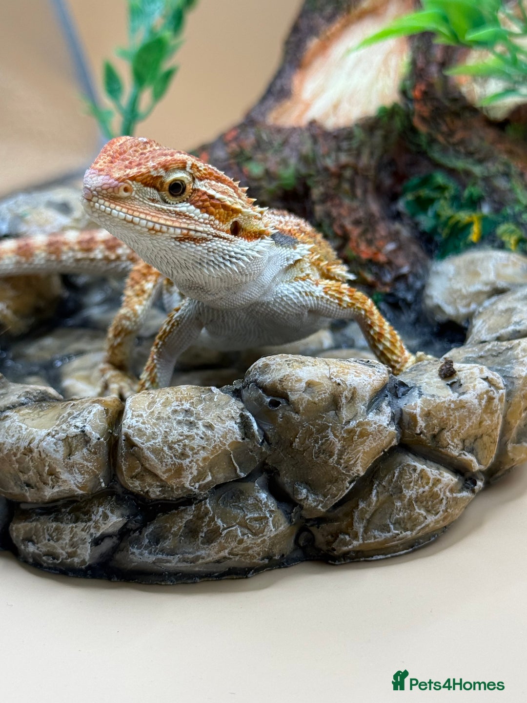 Bearded Dragon reptiles for sale: 🔥Last clutch this year!! Baby bearded dragons 🔥 - Image 11