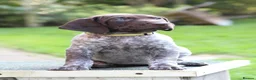 German Shorthaired Pointer dogs for sale: Last two remaining... in York - Advert 6