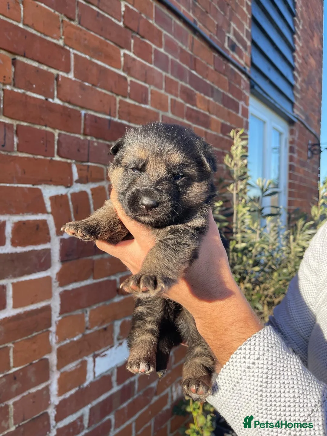 German Shepherd dogs for sale: Last Male GSD Puppy – Enzo vom Ezenthal - Advert 7