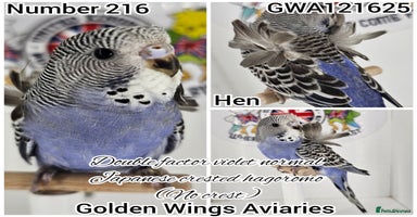 Budgerigars birds - Advert 4