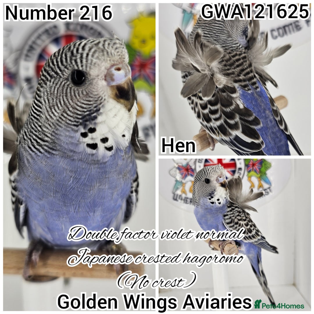 Budgerigars birds for sale: Few remaining rare type baby girl budgerigars🌸 - Image 3
