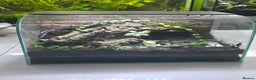 Frog reptiles for sale: Bioactive Vivarium(45×30×30cm)–Includes Dart Frogs - Advert 1