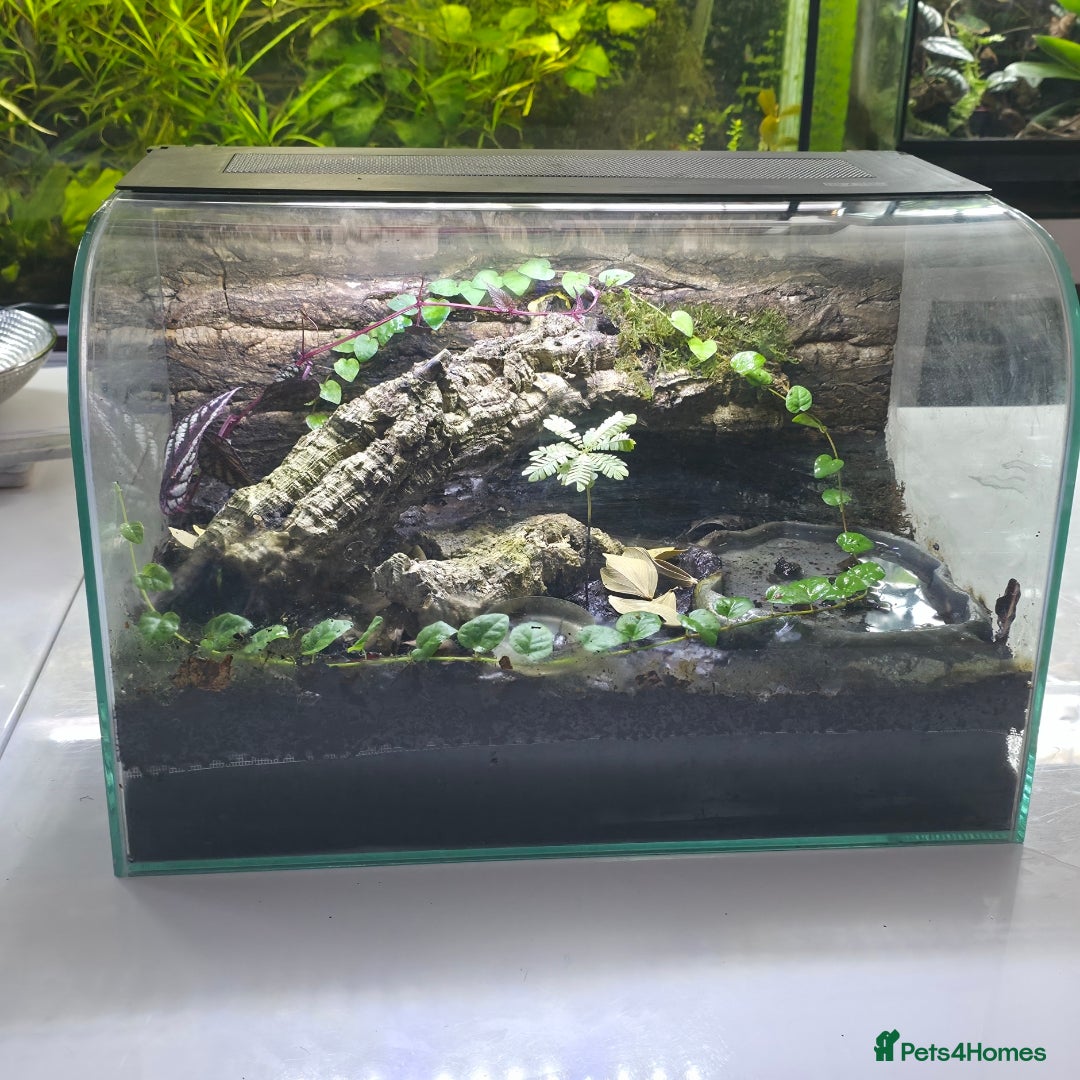 Frog reptiles for sale: Bioactive Vivarium(45×30×30cm)–Includes Dart Frogs - Advert 1