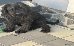 Hungarian Puli dogs for adoption: Beautiful Snoopy needs hugs! - Image 5