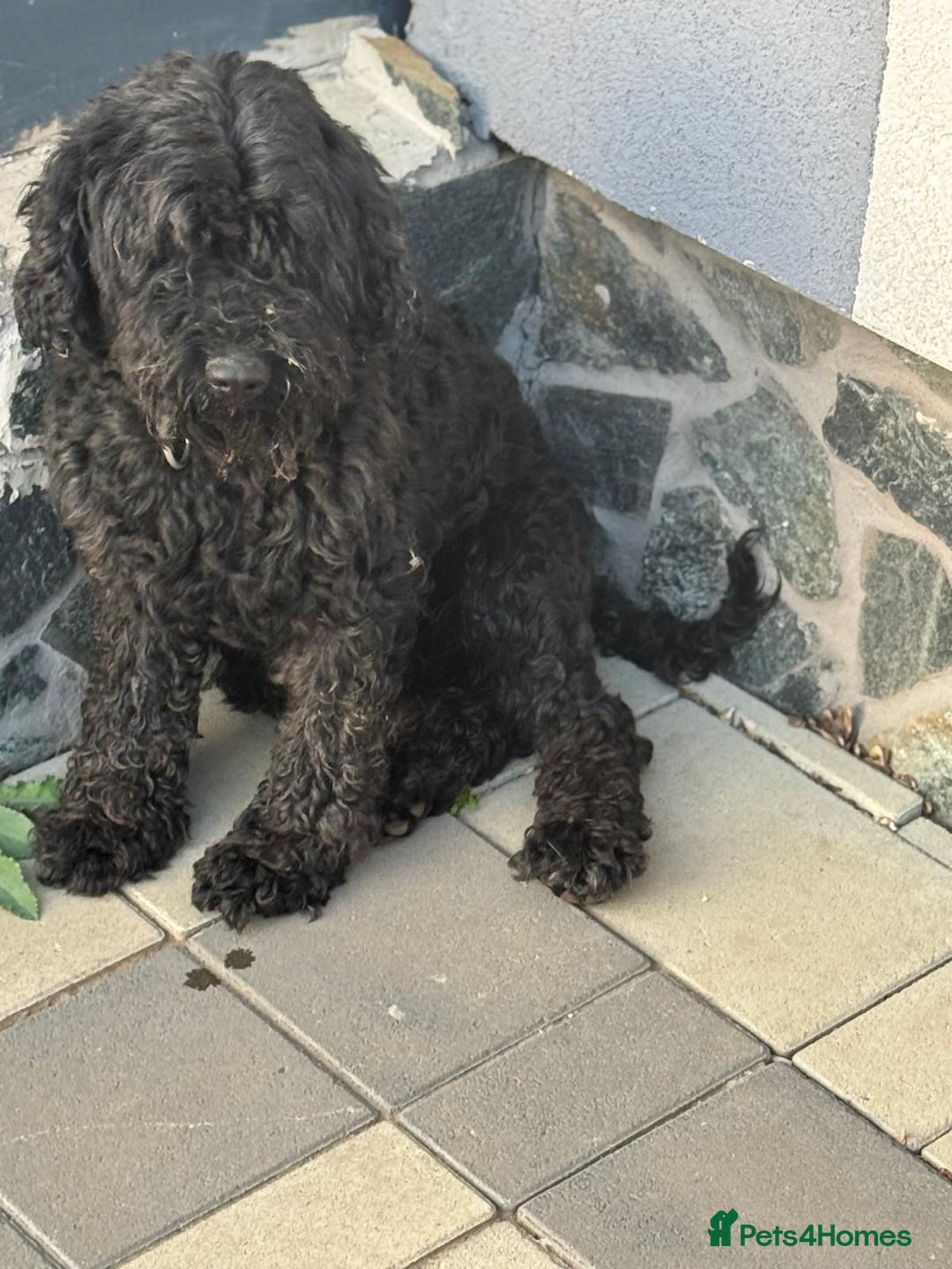 Hungarian Puli dogs for adoption: Beautiful Snoopy needs hugs! - Image 5