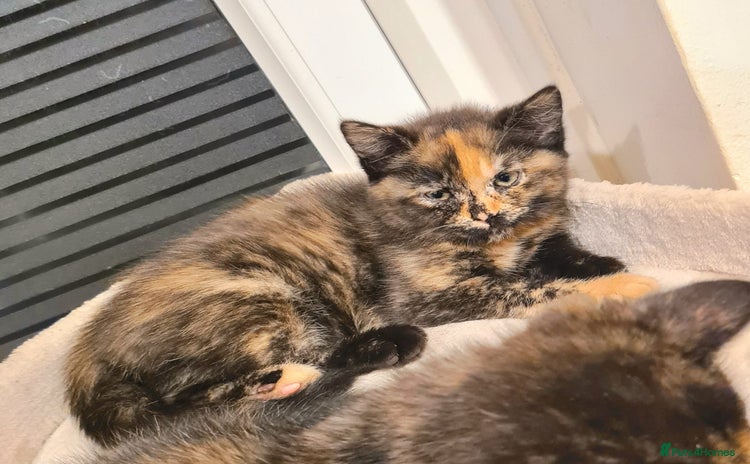 Mixed Breed cats - Advert 7