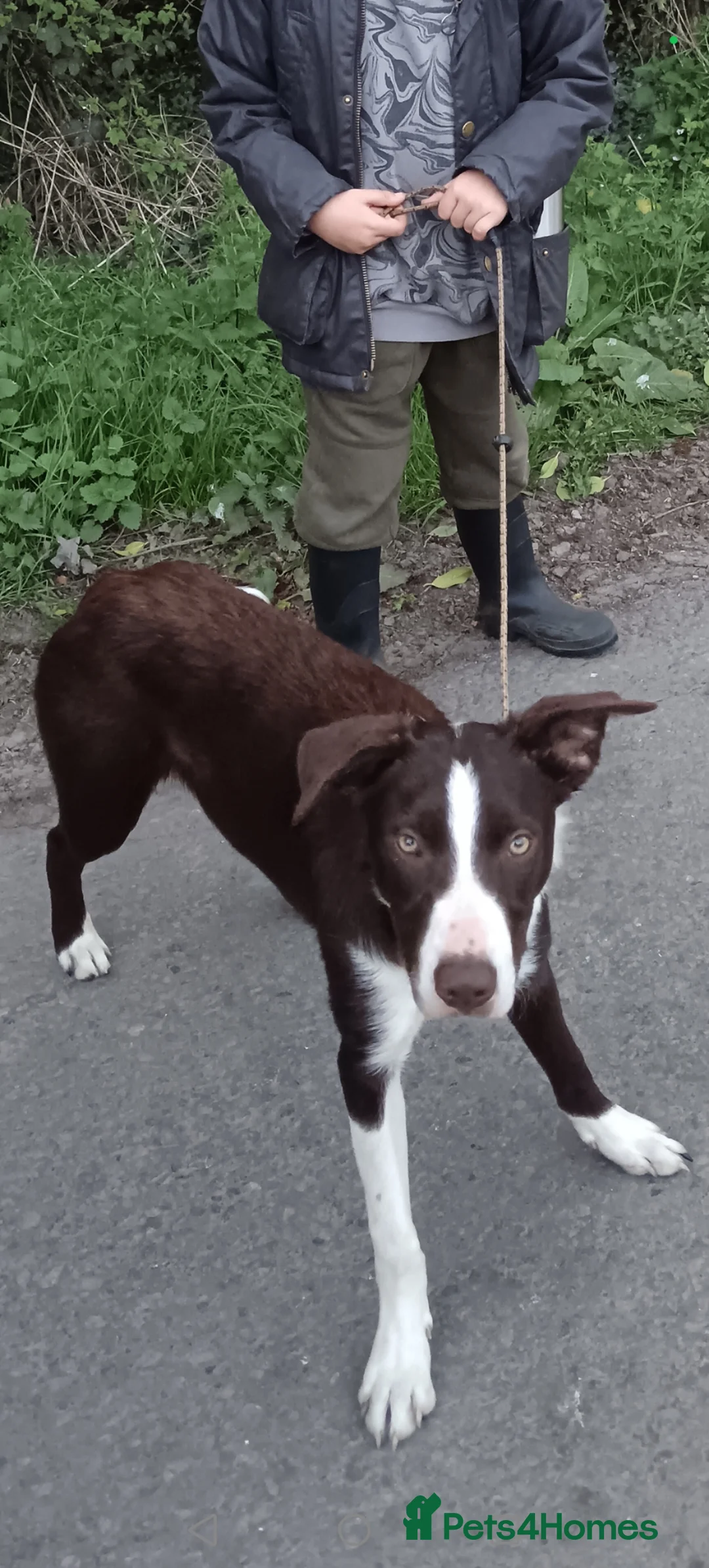 Border Collie dogs for sale: Border collie pups - Advert 21
