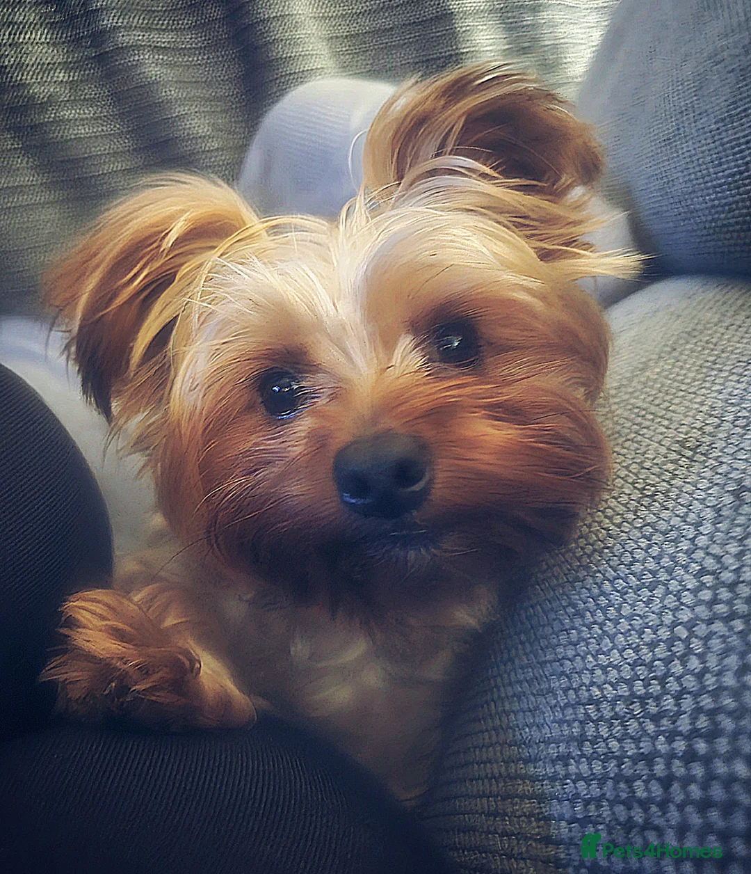 Yorkshire Terrier dogs for stud: 4 year old Yorksire terrier for stud in Southend-on-Sea - Advert 2