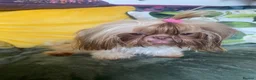 Shih Tzu dogs for sale: Imperial shihtzu girl  - Advert 4