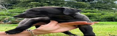 1. Beddywhippet x Iggy