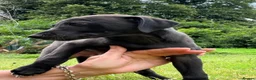 Mixed Breed dogs for sale: Rare small lurchers Beddywhippet x Iggy - Advert 10