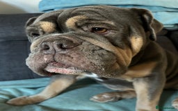 Mixed Breed dogs for sale: Bulldog x Neo Mastiffs  - Image 4