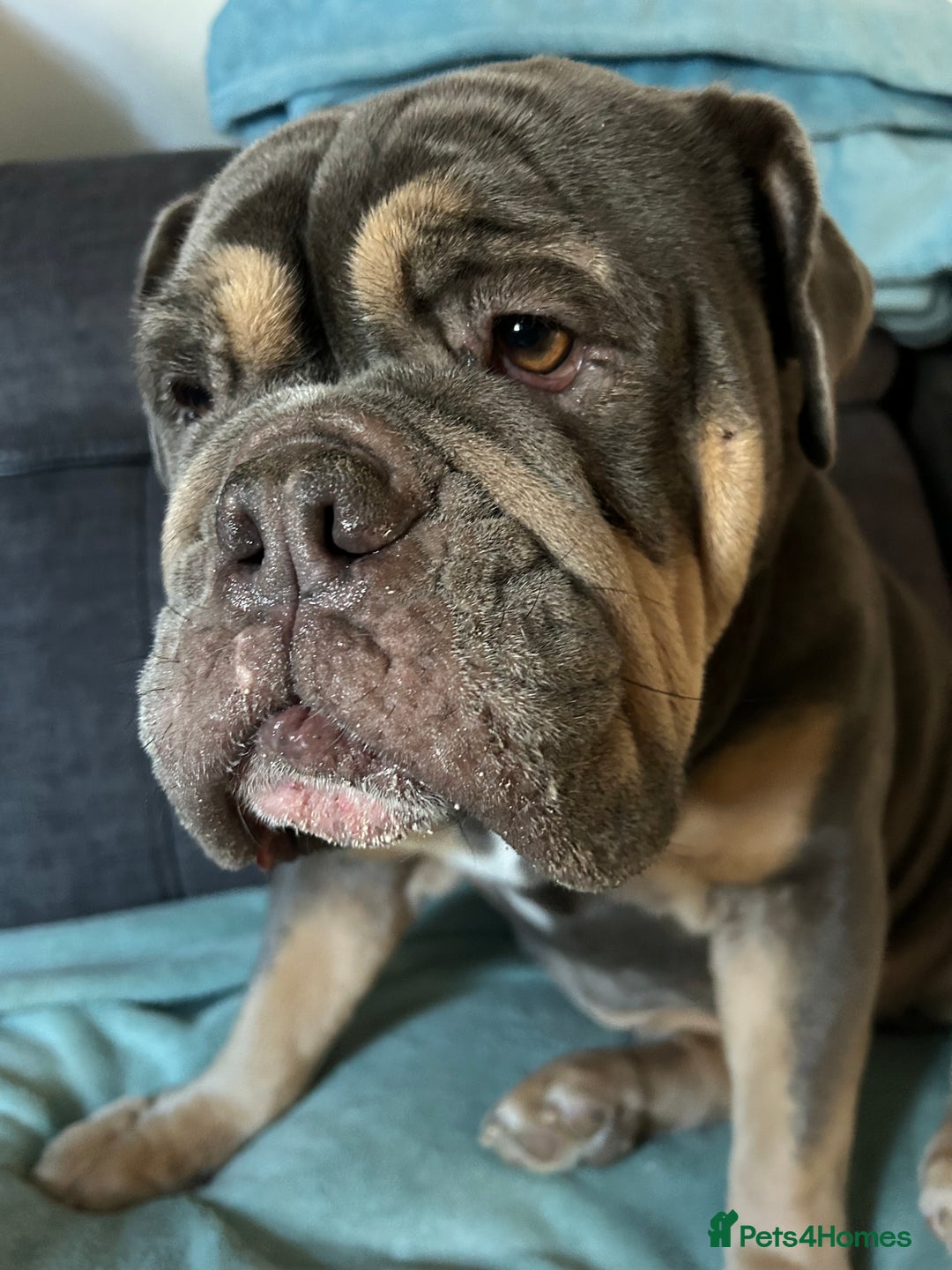 Mixed Breed dogs for sale: Bulldog x Neo Mastiffs  - Image 4