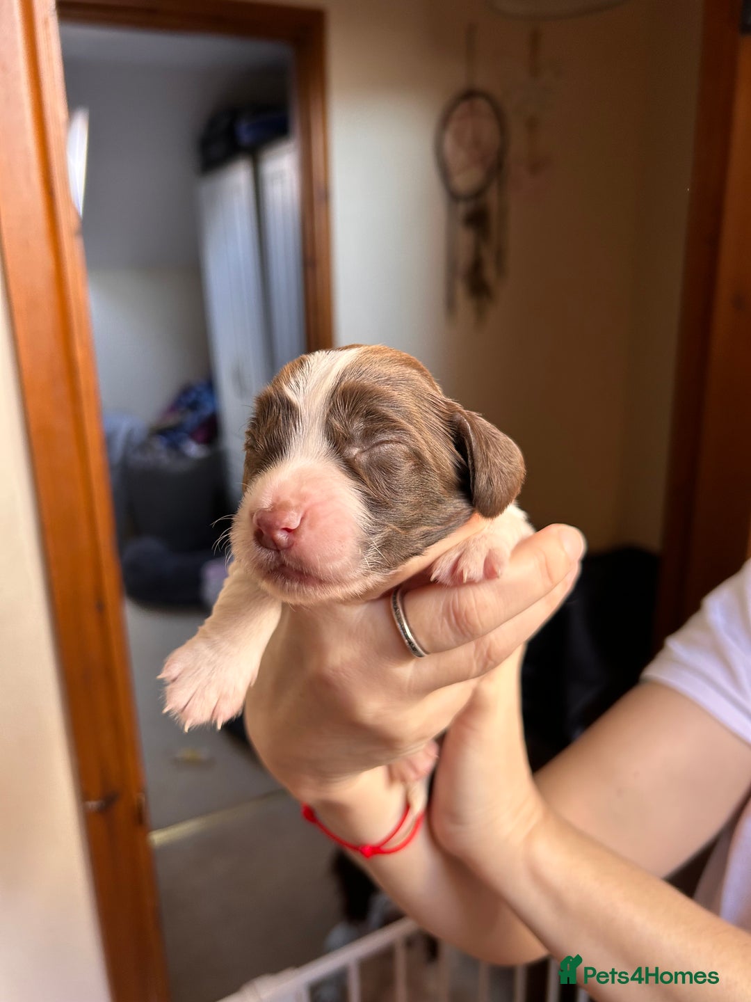 English Springer Spaniel dogs for sale: English springer spaniel puppies  - Advert 10