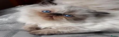 Persian 3