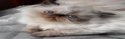 Persian cats for sale: Persian Himalayan Kittens - Advert 3