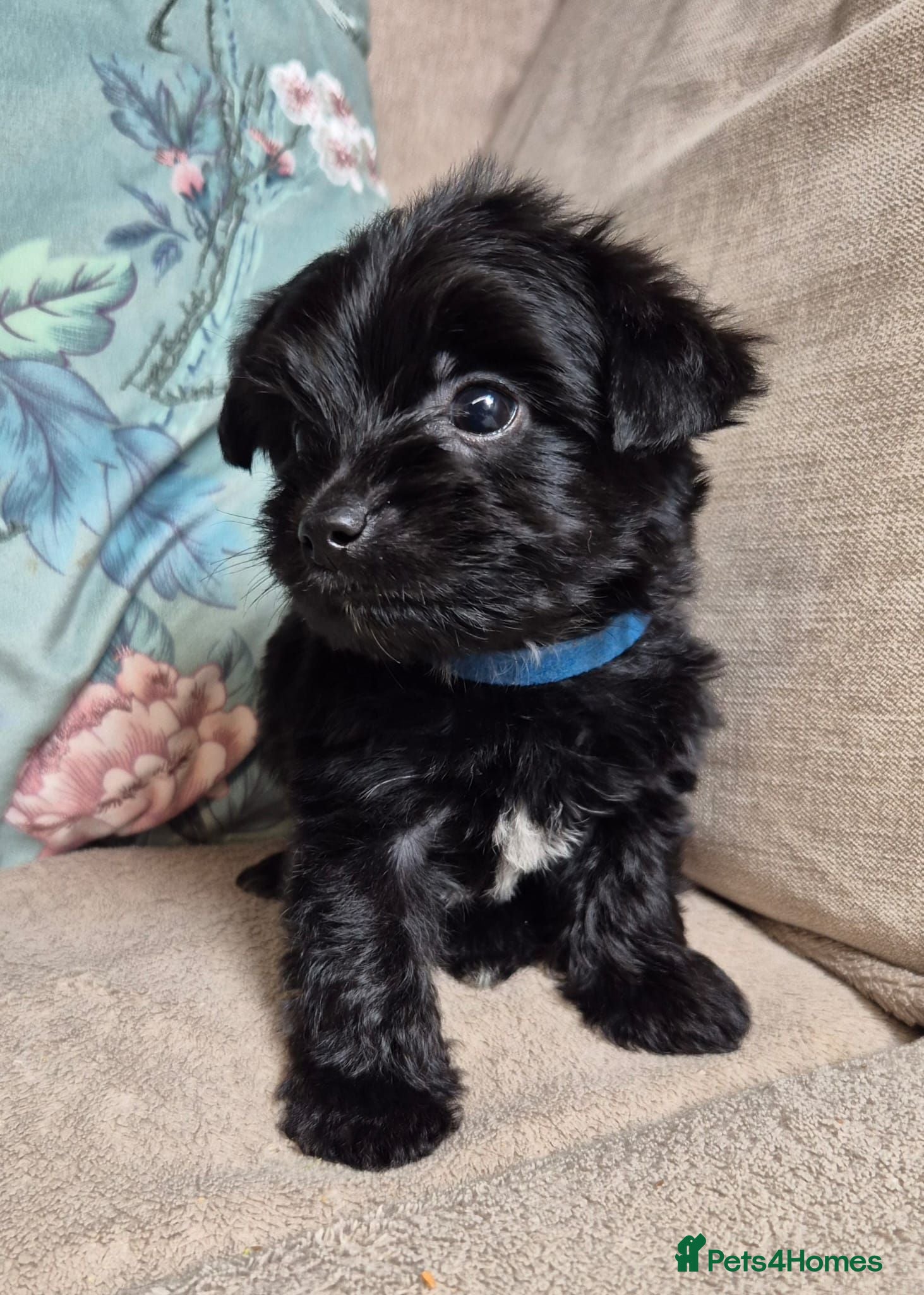 Yorkshire Terrier dogs Gorgeous Lilliputian Yorkies available  - Advert 1