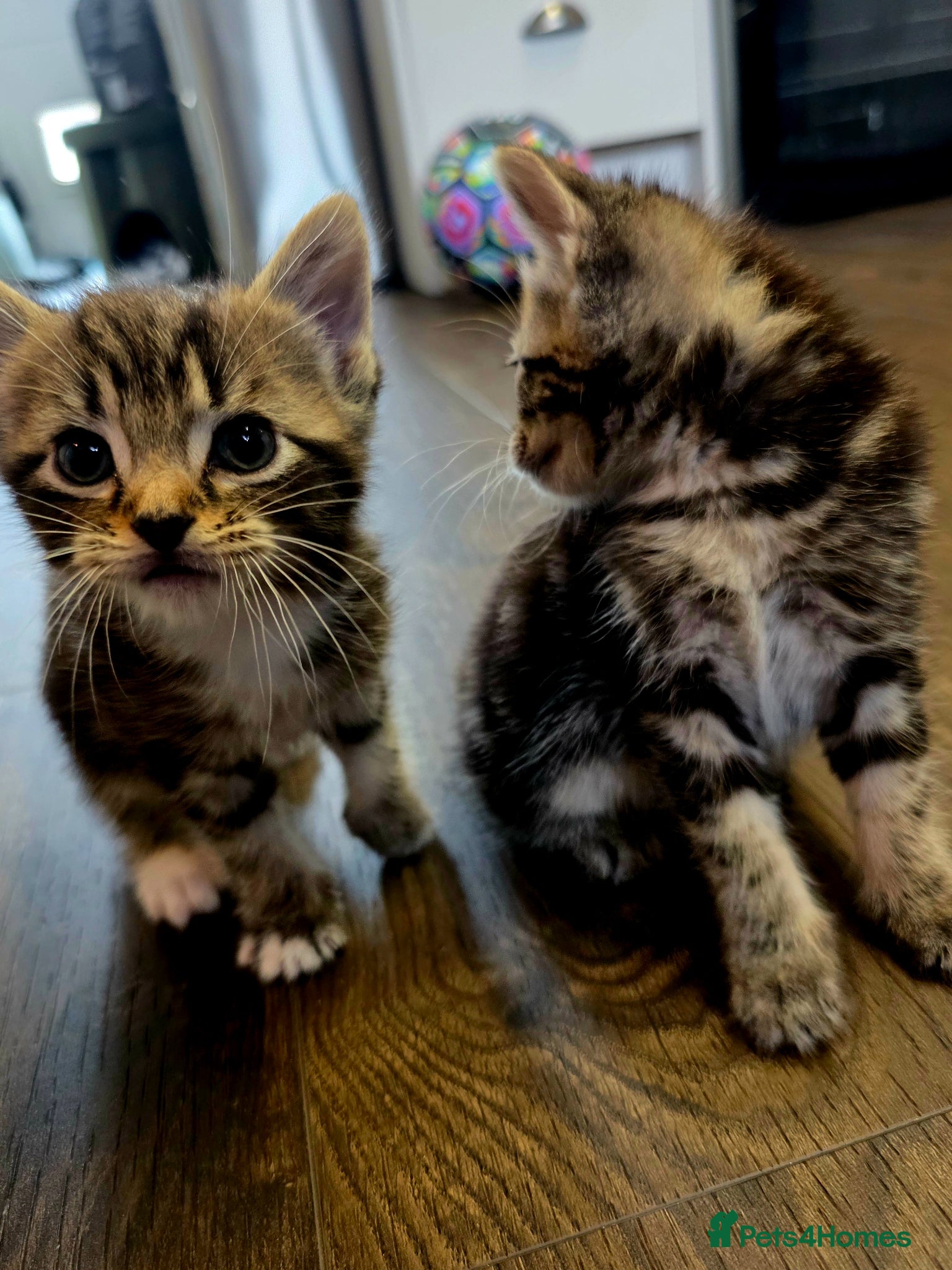 Mixed Breed cats for sale: Tabby kittens available 22nd of June - Advert 5
