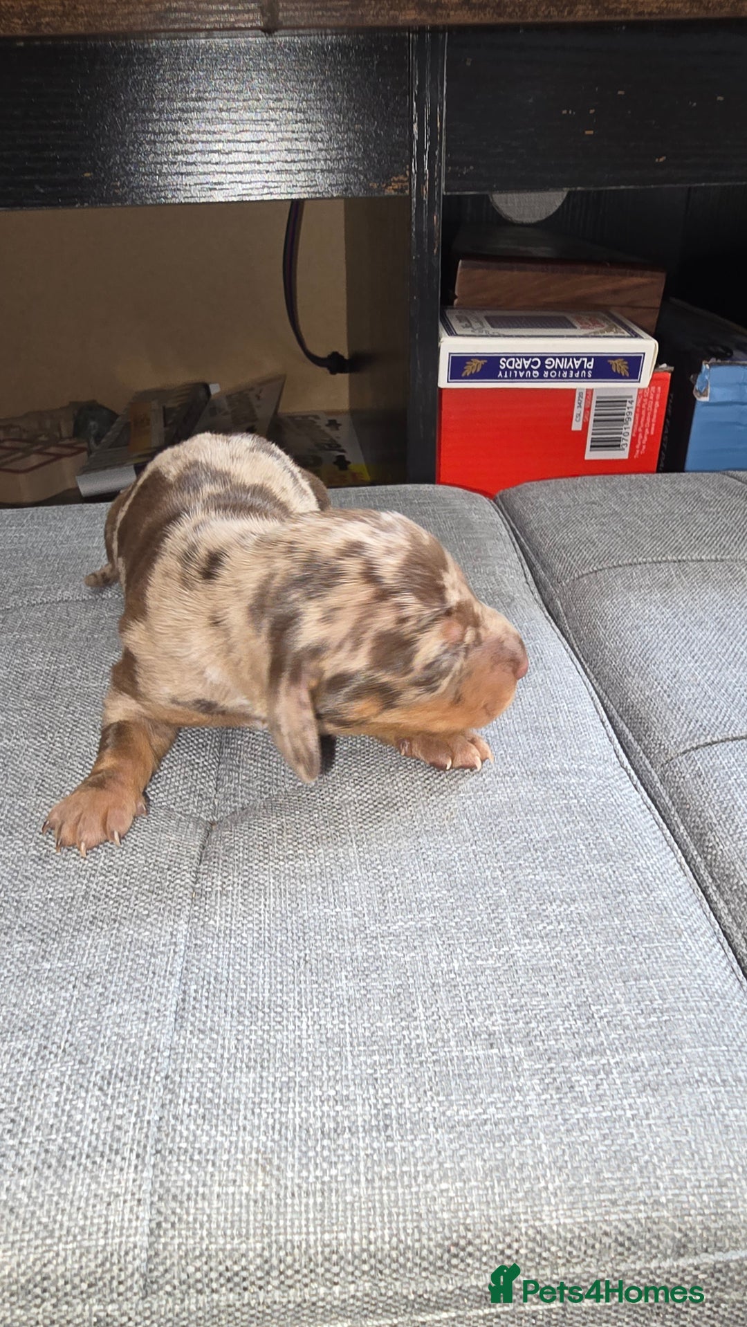 Dachshund dogs for sale: Mini dashhound  - Advert 3