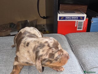 Dachshund dogs Mini dashhound - Advert 2