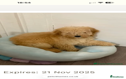 Cockapoo dogs for sale: Cockapoo - Image 3