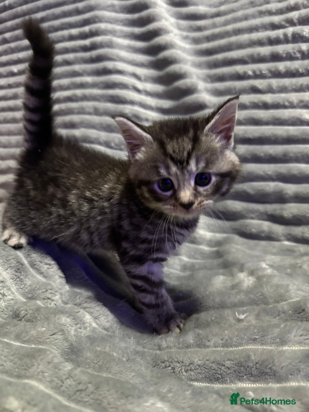 Mixed Breed cats for sale: British short hair cross Maine coon  - Advert 2