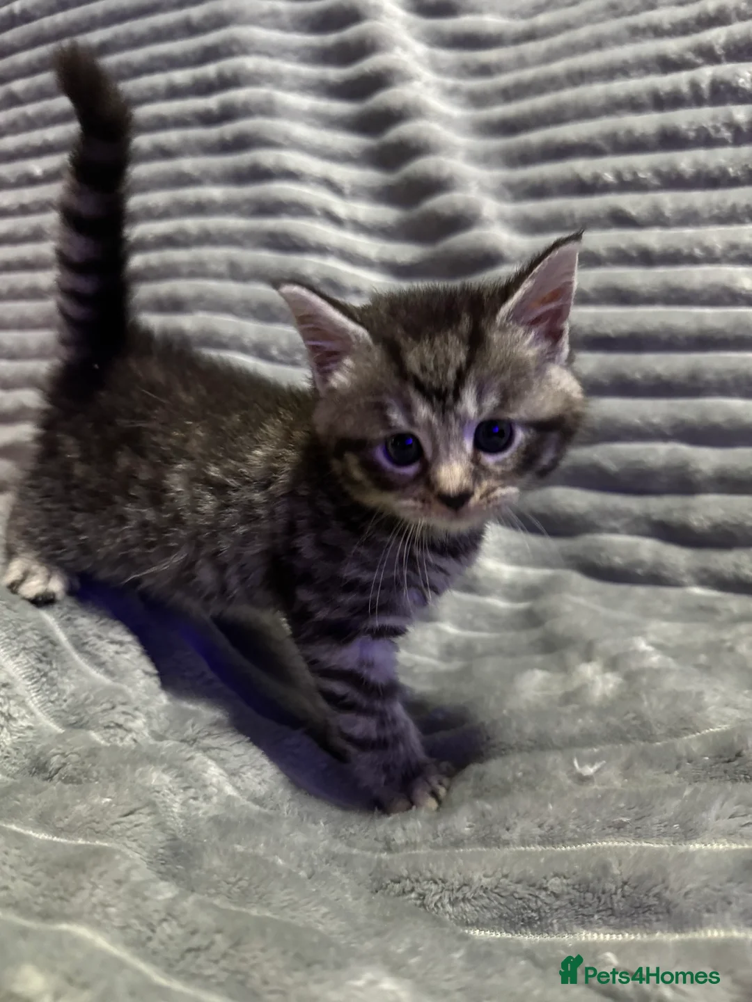 Mixed Breed cats for sale: British short hair cross Maine coon  - Advert 9