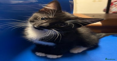 American Shorthair cats - Advert 8