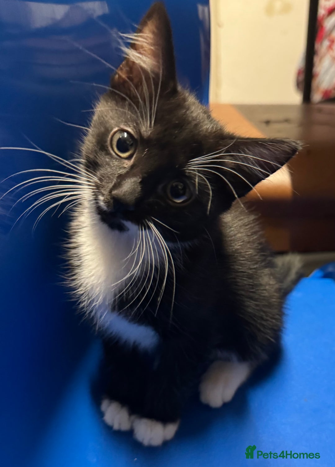 American Shorthair cats for sale: 4 KITTENS FOR SALE WEST LONDON  - Image 2