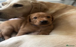 Labrador Retriever dogs for sale: Family/Working bred KC Labradors - Image 1
