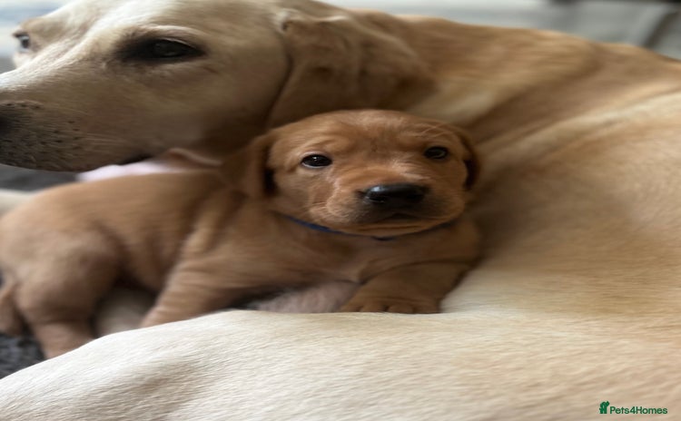Labrador Retriever dogs - Advert 3
